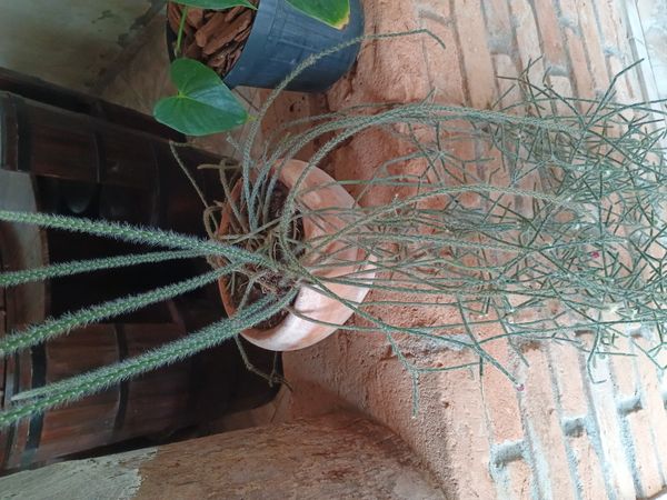 Identificação da planta Cacto-macarrão por foto