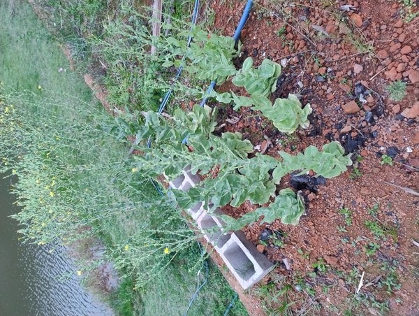 Identificação da planta Alface por foto