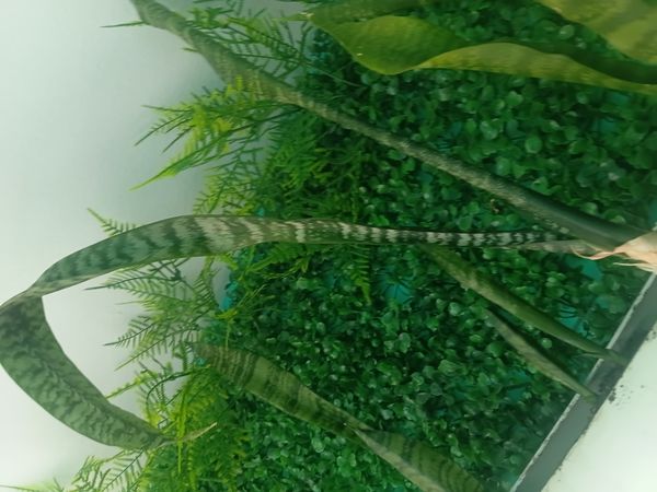 Identificação da planta Espada de São Jorge por foto