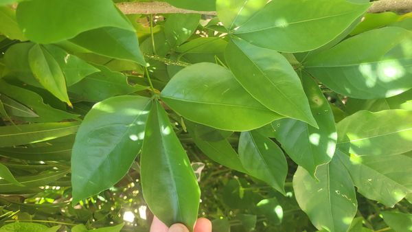Identificação da planta Trapiá por foto