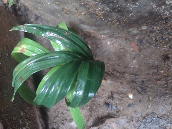 Identificação da planta sem nome popular conhecido por foto