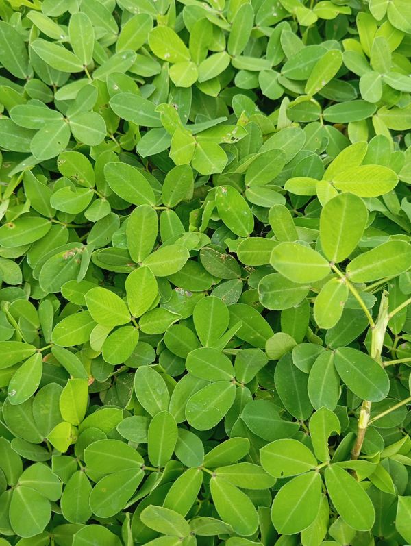 Identificação da planta Amendoim-forrageiro por foto