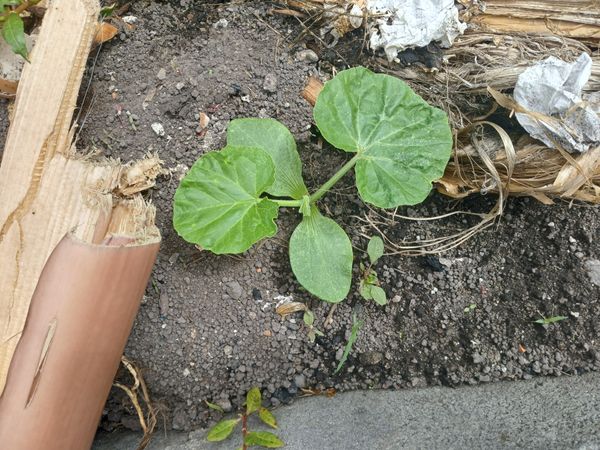 Identificação da planta Melão por foto