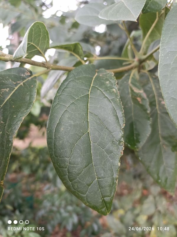 Identificação da planta imbuia por foto