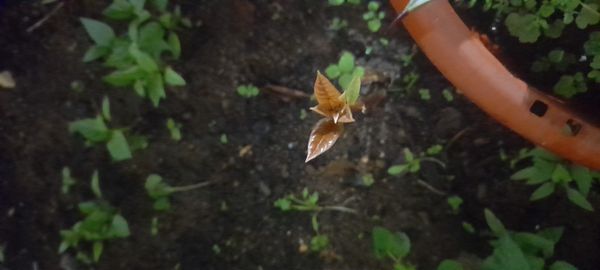 Identificação da planta Violeta-de-jardim por foto