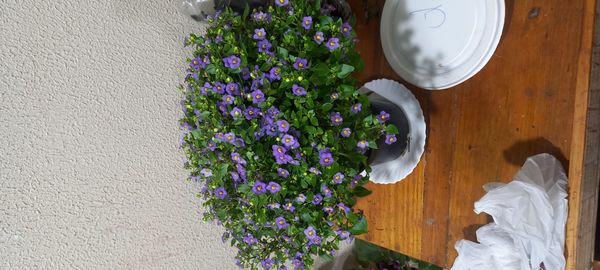 Identificação da planta Violeta-de-persa por foto