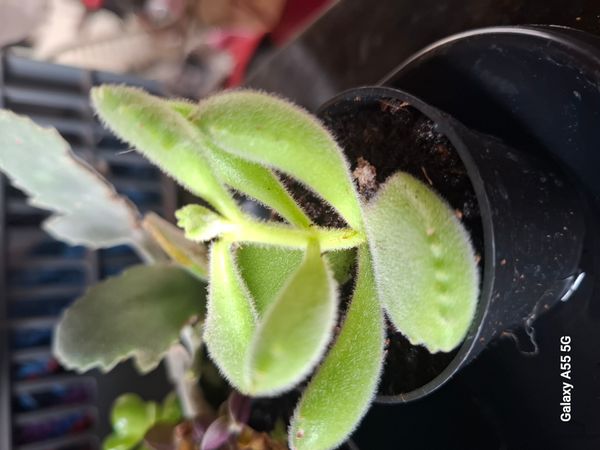 Identificação da planta Pata de urso por foto