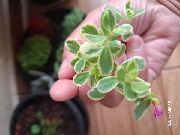 Identificação da planta Onze Horas por foto