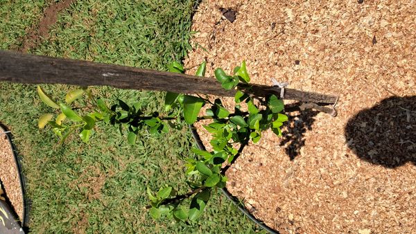 Identificação da planta Limão galego por foto