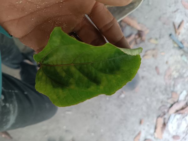 Identificação da planta Uva-do-japão por foto