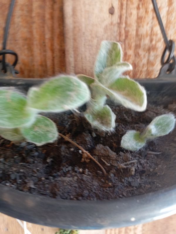 Identificação da planta Veludo branco por foto