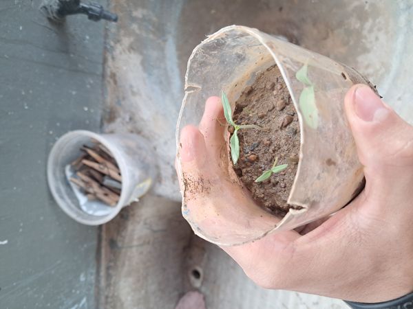 Identificação da planta Tomate por foto