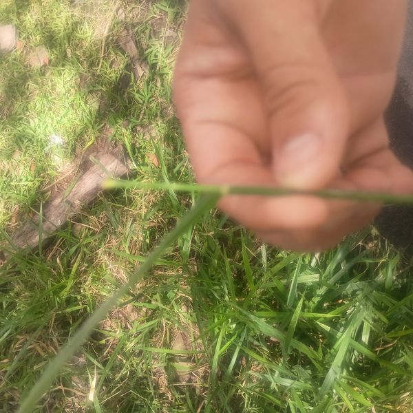 Identificação da planta Capim de Rhodes por foto