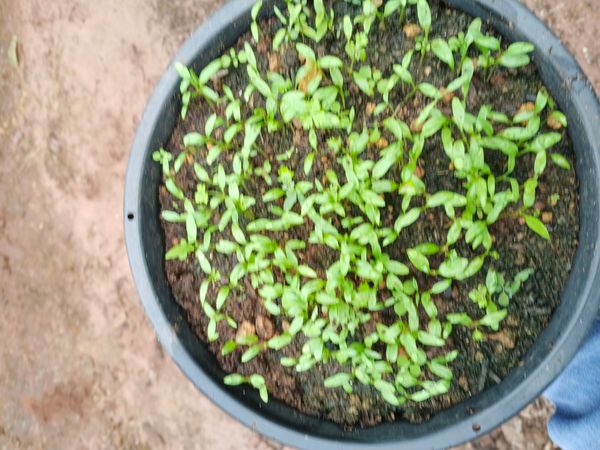 Identificação da planta Agrião por foto