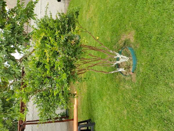 Identificação da planta Buxinho por foto