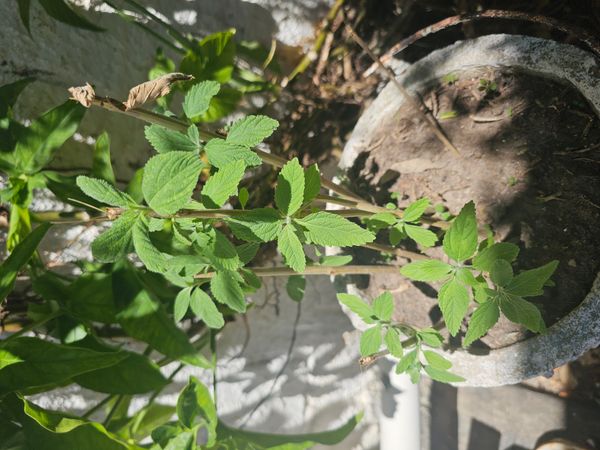 Identificação da planta Cidreira por foto