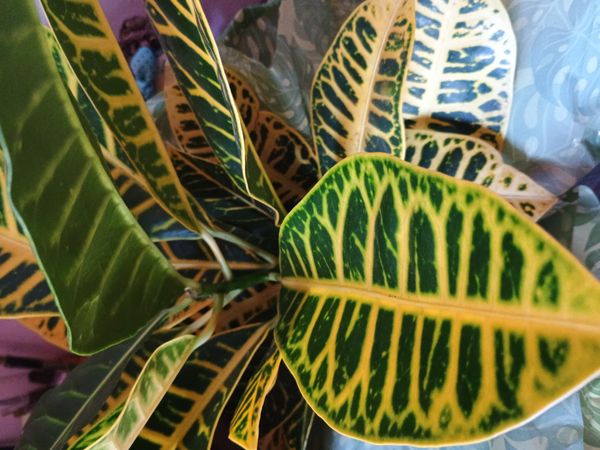 Identificação da planta Cróton por foto
