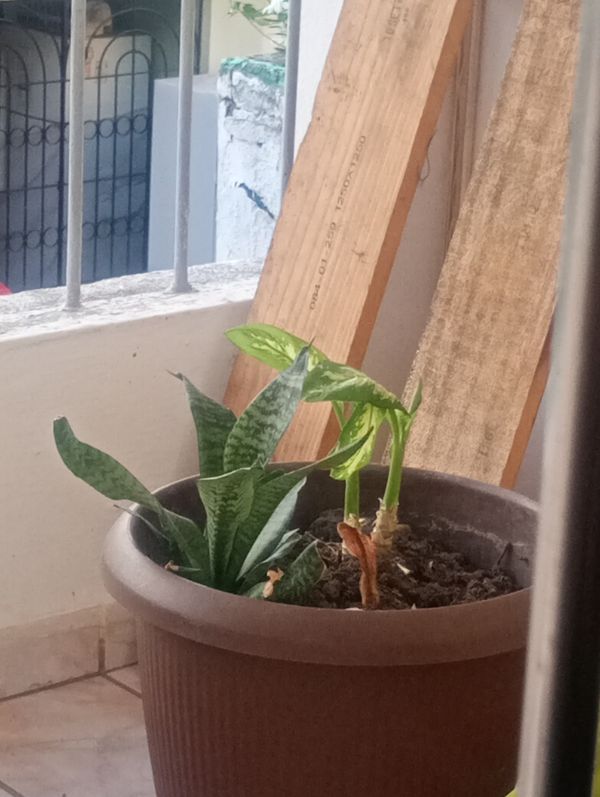 Identificação da planta Espada de São Jorge por foto