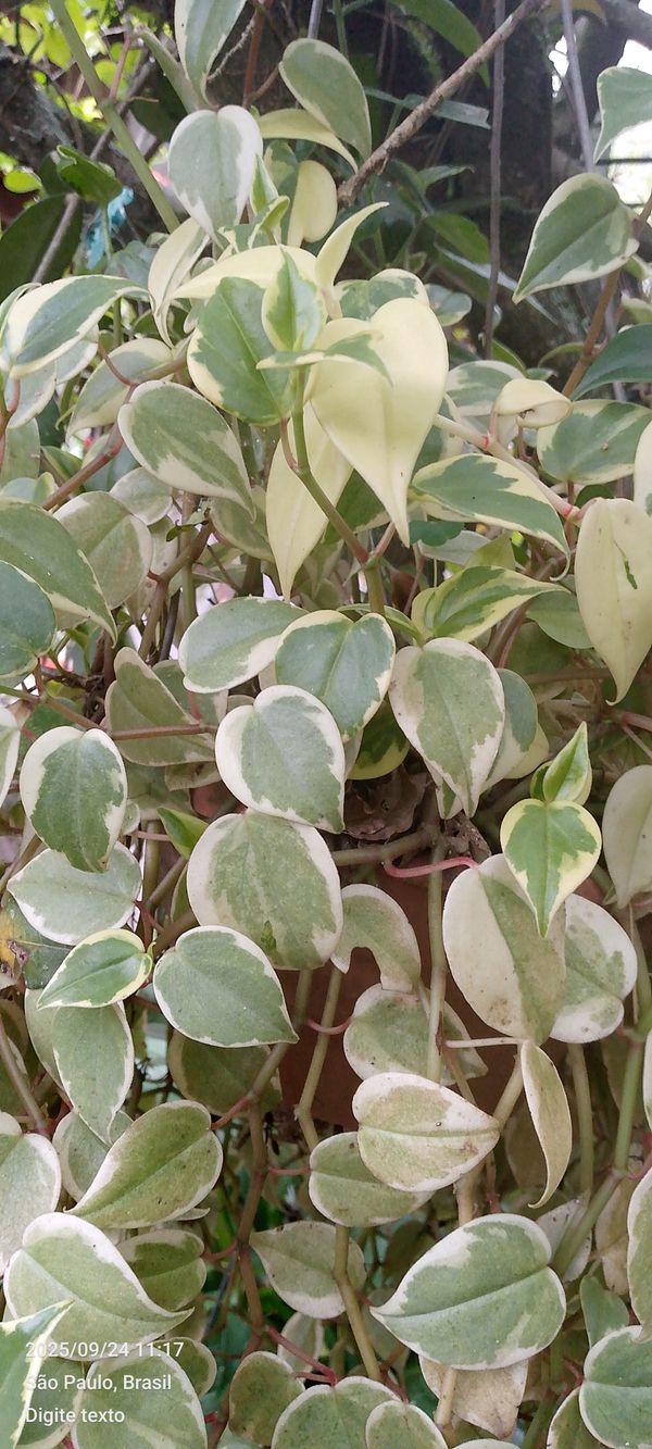 Identificação da planta Oriri por foto