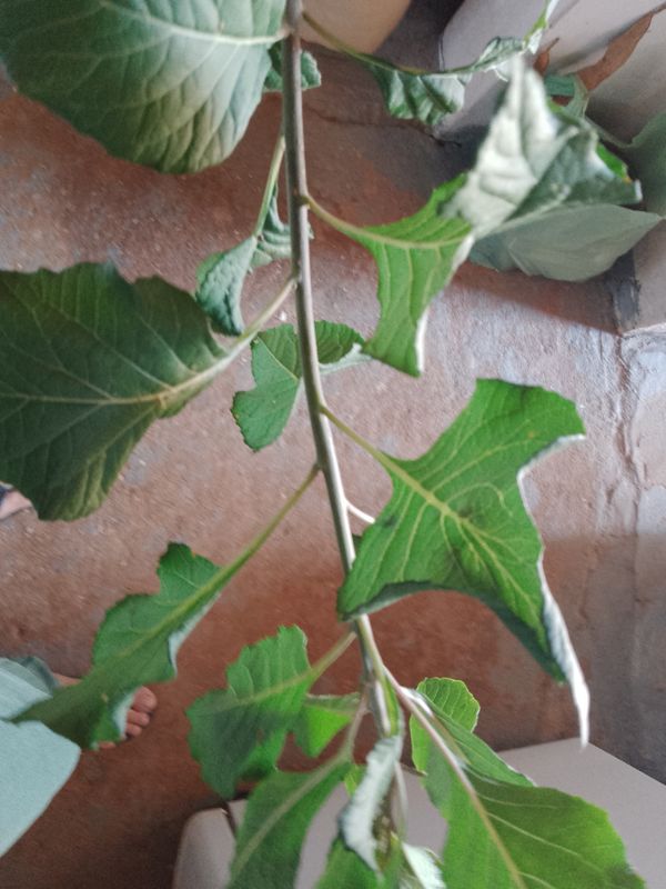 Identificação da planta BOLDO DO CHILE por foto