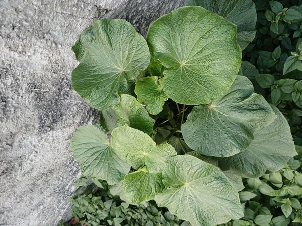 Identificação da planta Capeba por foto