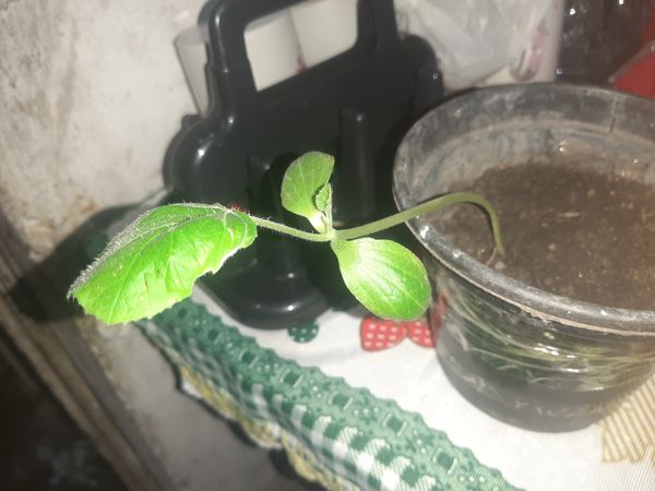 Identificação da planta Abóbora moranga por foto