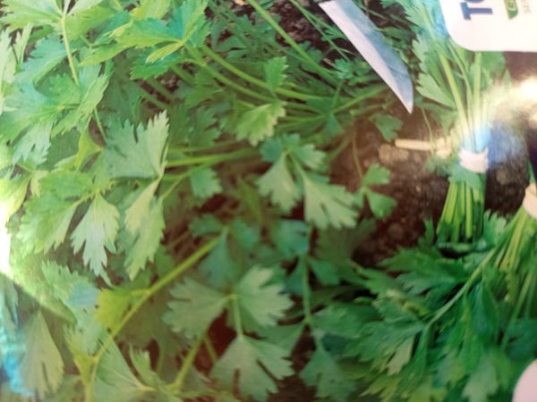Identificação da planta Aipo por foto