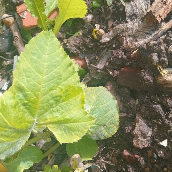 Identificação da planta Abóbora moranga por foto