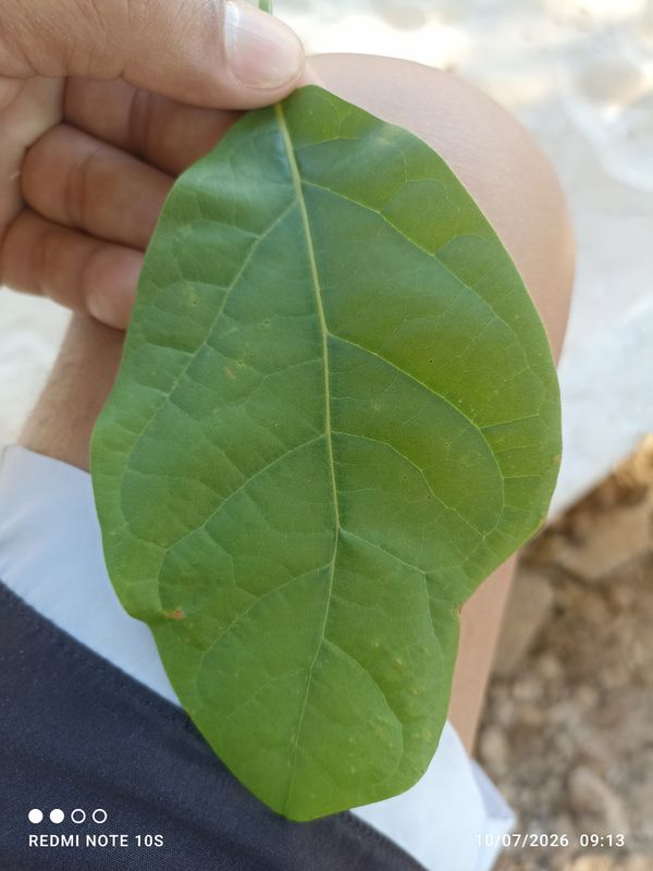 Identificação da planta Abacate por foto