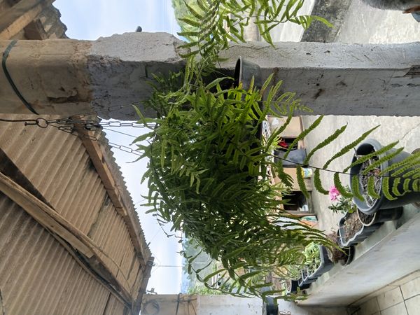 Identificação da planta Sem nome popular registrado por foto