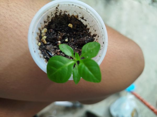 Identificação da planta Desconhecido por foto