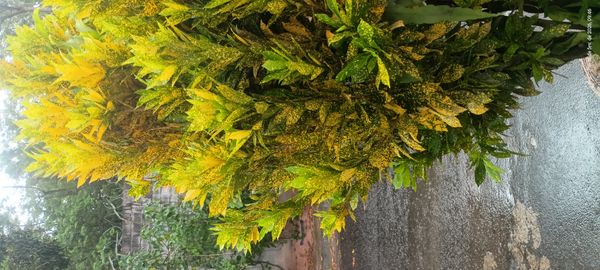 Identificação da planta Pleomele por foto