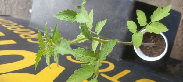 Identificação da planta Tomate por foto