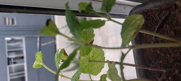 Identificação da planta Hortelã por foto