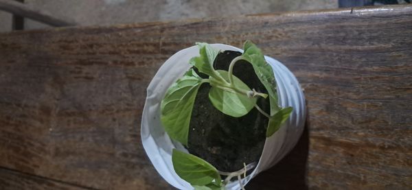 Identificação da planta camapu por foto