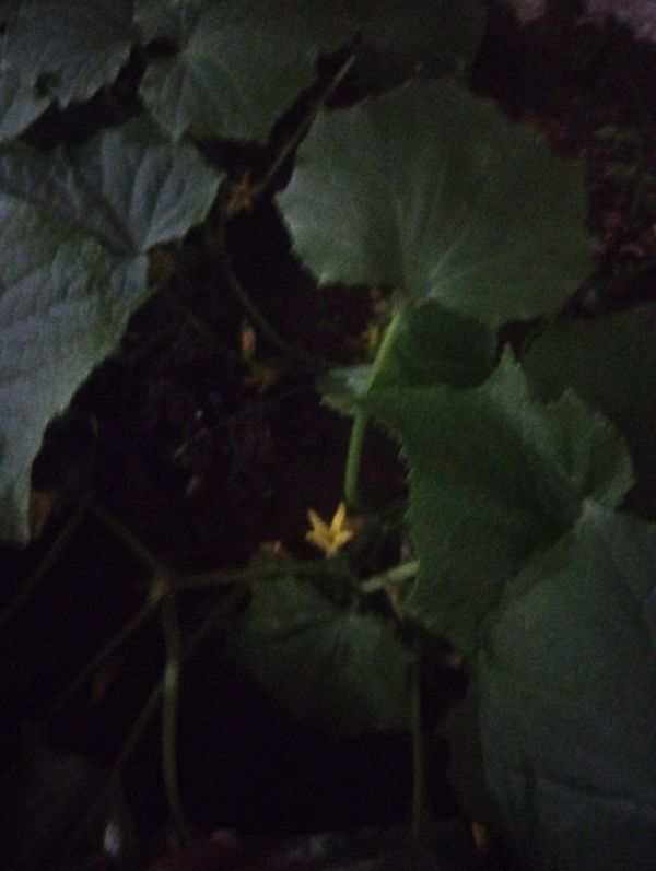 Identificação da planta Pepino por foto