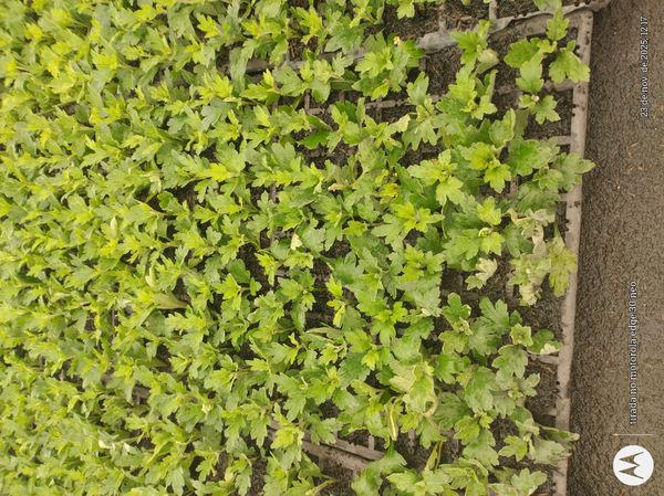Identificação da planta Crisântemo por foto