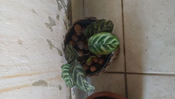 Identificação da planta Maranta-zebrada por foto