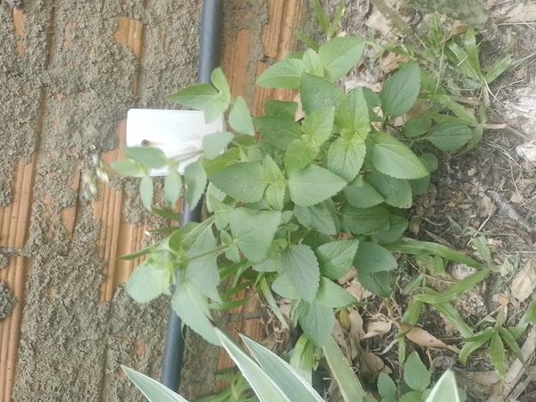 Identificação da planta Mentrasto por foto