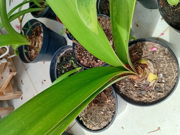 Identificação da planta Bela-dona por foto