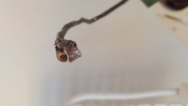 Identificação da planta Orquídea-Phalaenopsis por foto