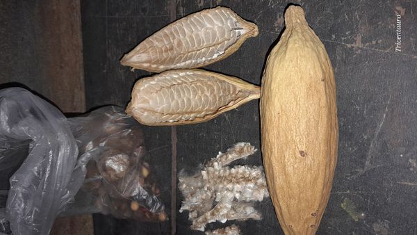 Identificação da planta Samauma por foto