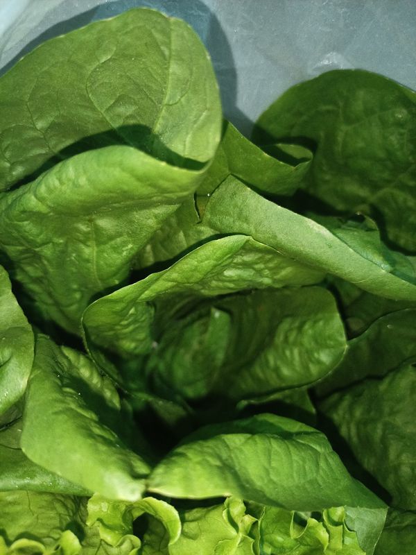 Identificação da planta Espinafre por foto