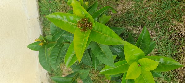 Identificação da planta Ixora por foto