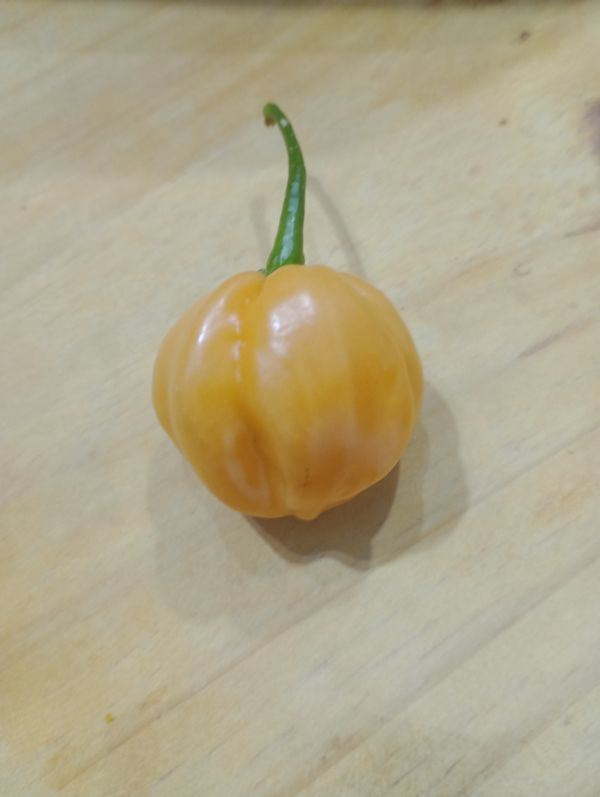 Identificação da planta Pimenta-de-cheiro por foto