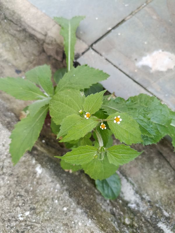 Identificação da planta Picão-branco por foto