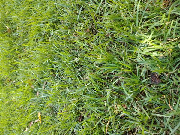 Identificação da planta grama-estrela por foto