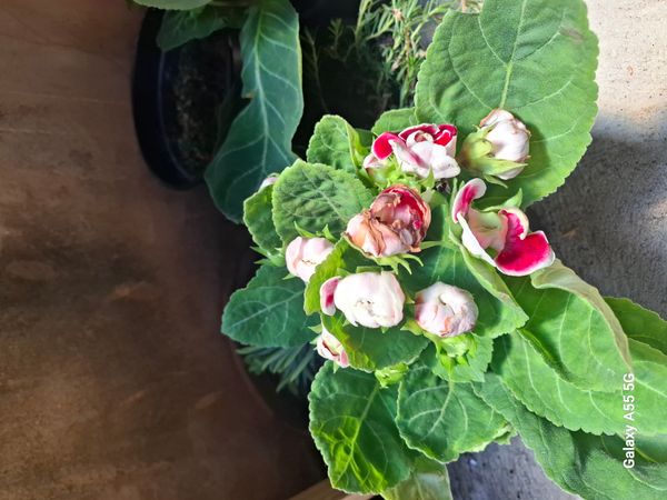 Identificação da planta Gloxínia por foto