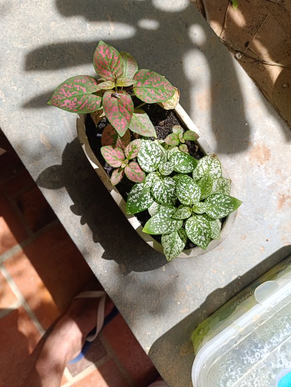 Identificação da planta Planta-pintada por foto