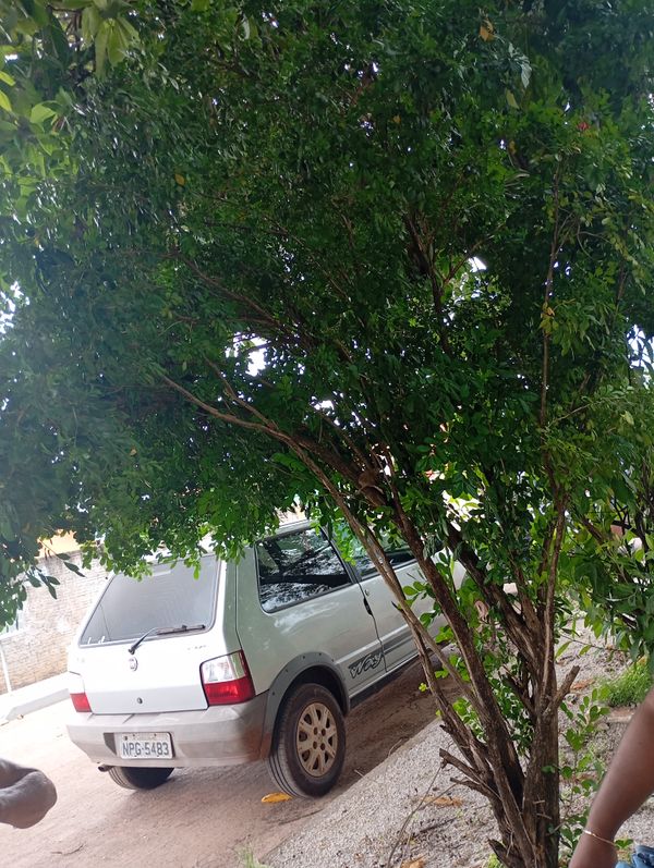 Identificação da planta Murta-de-cheiro por foto